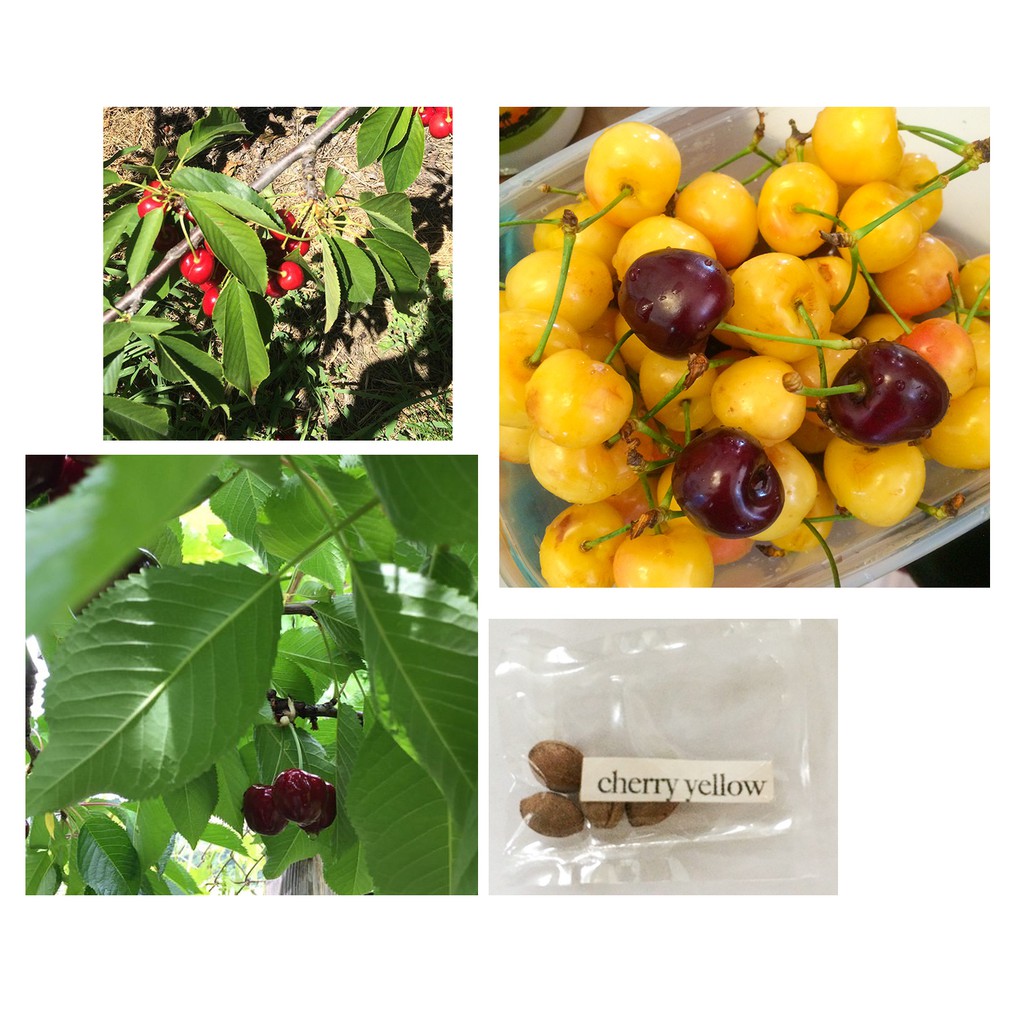 Mini Red Black Yellow Cherry Tree Bonsai Plant Fruit Seeds Shopee Philippines