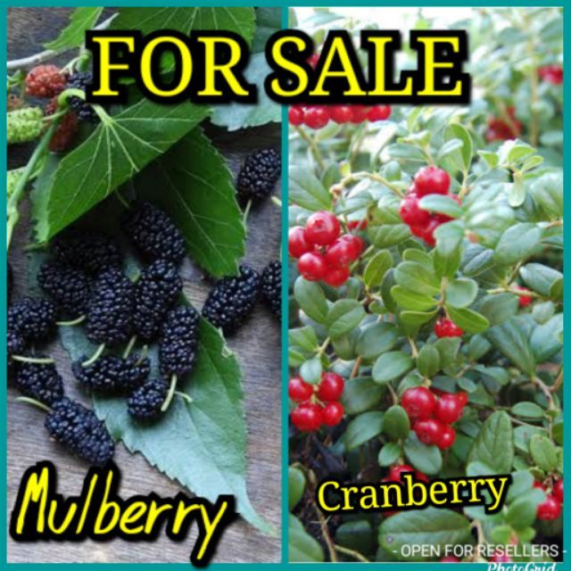 Fruit Trees For Sale Gardening Flowers Plants On Carousell