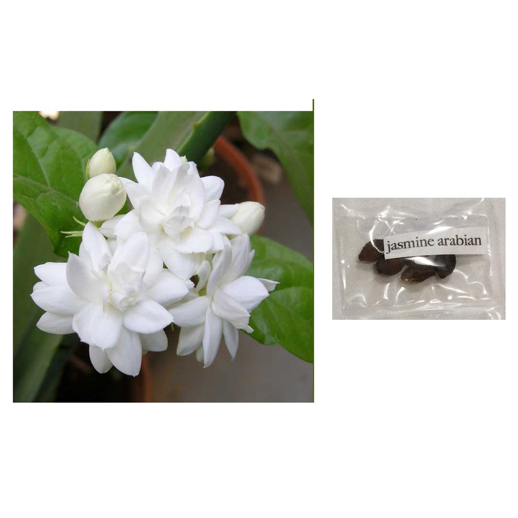 arabian jasmine jasminum sambac flower plant seeds | Shopee Philippines