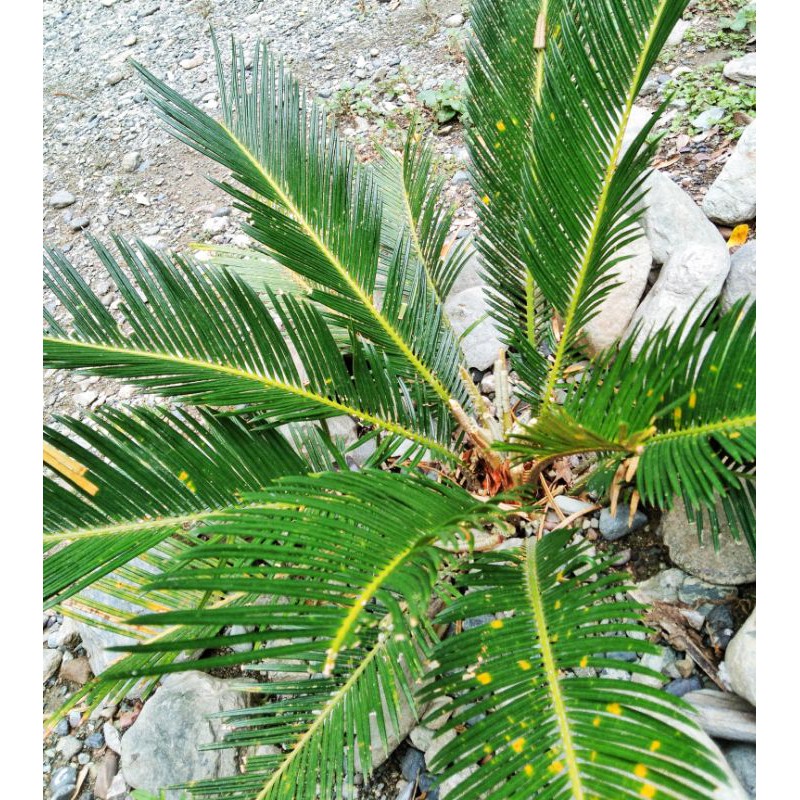 Earth Garden Landscaping Philippines Plants Philippines Plants Metro Manila Plants Supplier Palms Philippines Garden Shop Plants Trees Palms P To T