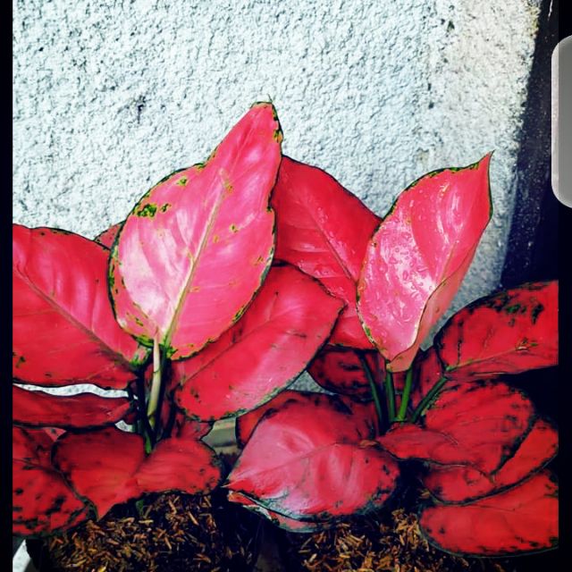 Aglaonema red im 5,5 cm topf. Super Red Aglaonema Live Plant Shopee Philippines
