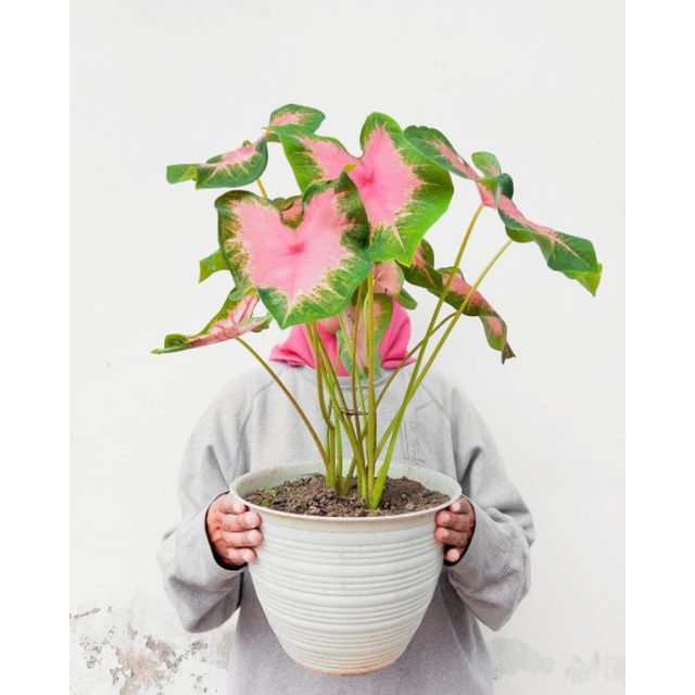 Buy caladium flamingo in floridablanca,philippines. Flamingo Semi Rare Caladium Shopee Philippines