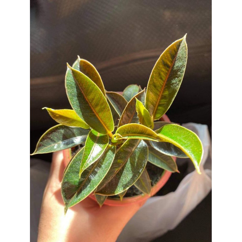 Rubber Plant Care Growing Information And Tips Proflowers