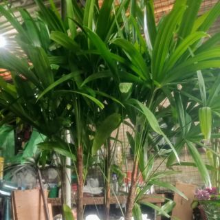 11 Palms Of Vr Lady Palm Rhapis Excelsa Katherine Wagner Reiss