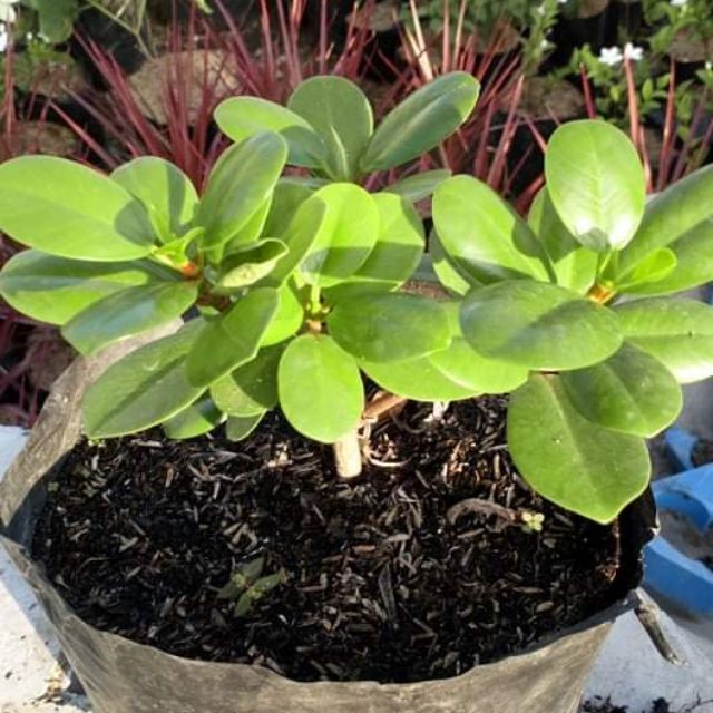 Gardening And Growing Plants Fruiting Fig Trees In Pots