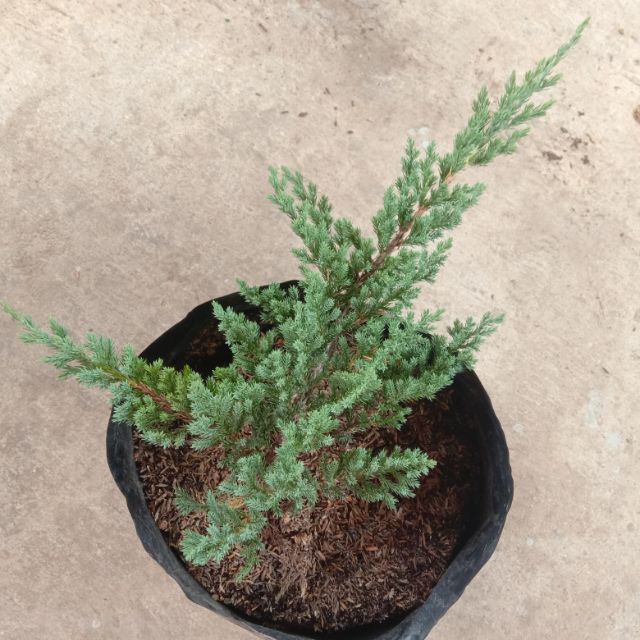 Green Mound Juniper Outdoor Bonsai Tree Bonsaioutlet Com