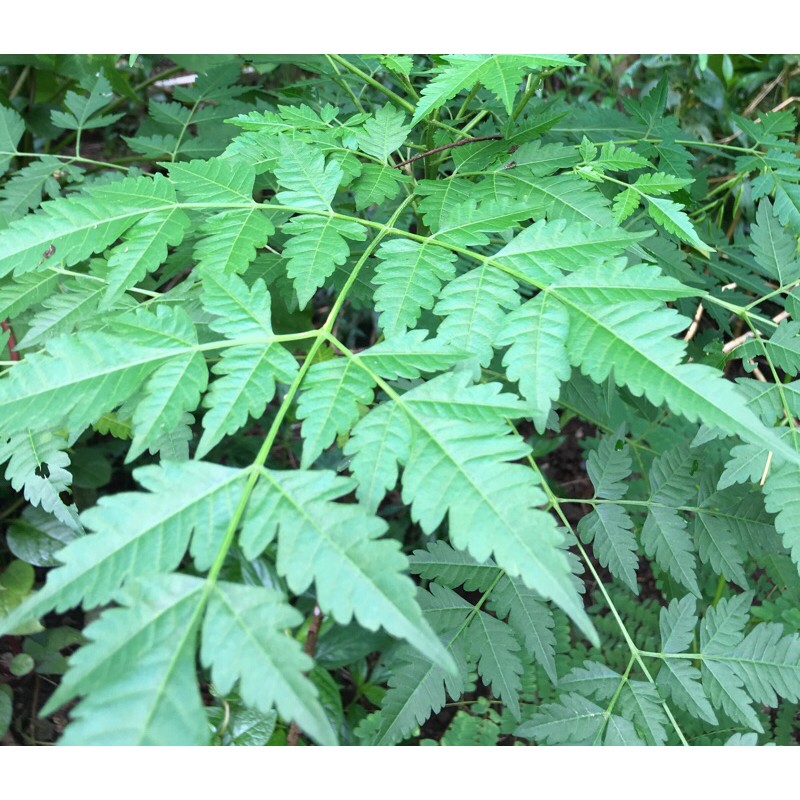 Glossary Of Leaf Morphology Wikipedia