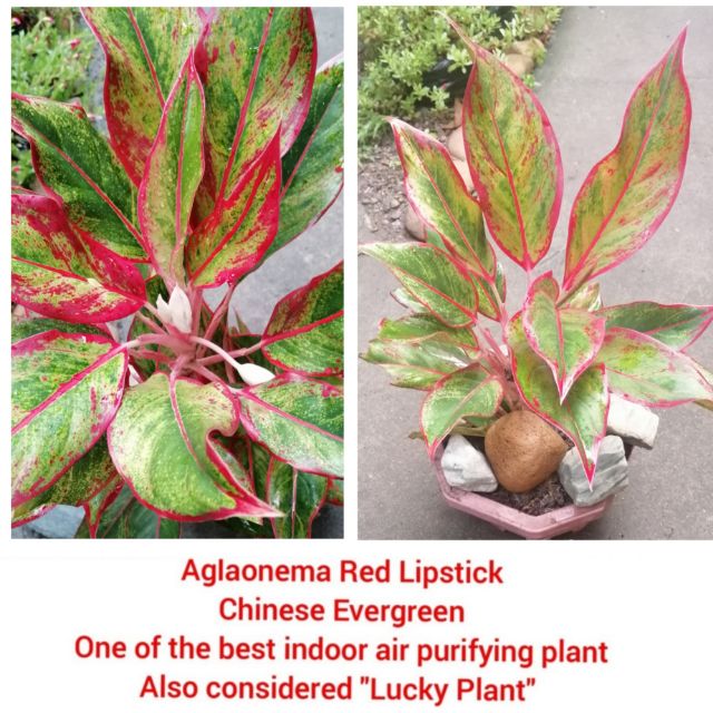 Um die beste färbung zu bekommen, positioniere sie an einem . Aglaonema Red Lipstick Red Siam Air Purifier Indoor Outdoor Plant Shopee Philippines