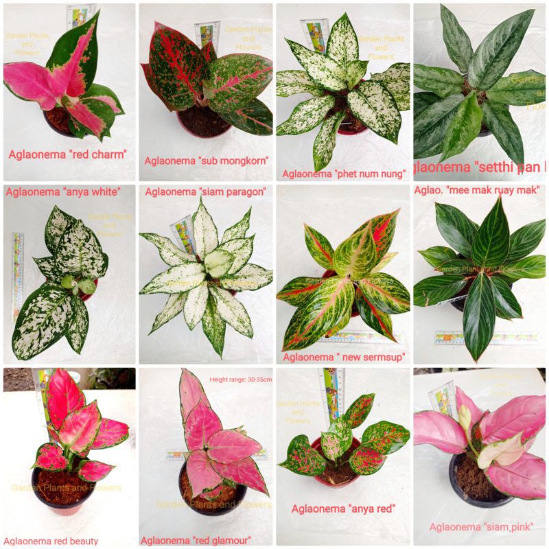 One of the rarest varieties of the plant includes the aglaonema . Aglaonema Varieties Live Plants From Thailand Please Read The Description First Shopee Philippines