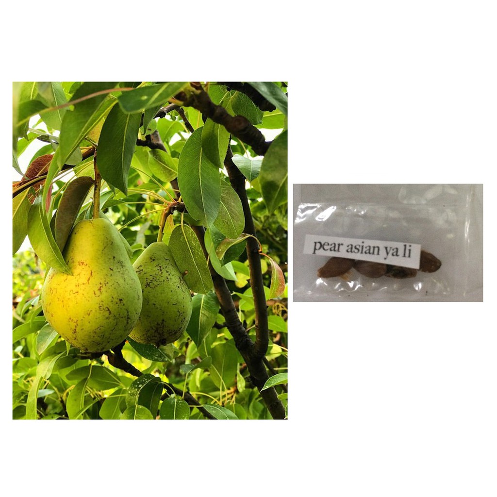 The New Pear Tree Forestapp