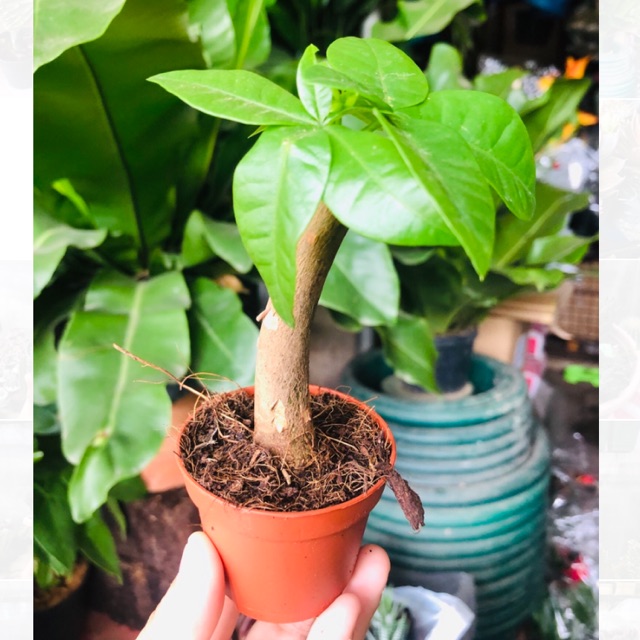 How To Propagate Pachira Aquatica Money Tree Garden Tabs