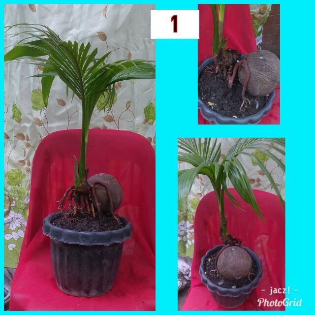 Bonsai Trees Indoor Plants The Home Depot