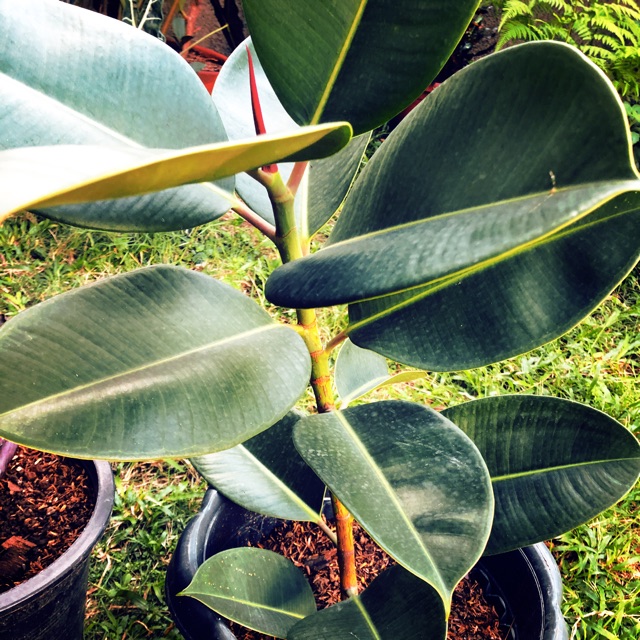 Rubber Plant Care Growing Information And Tips Proflowers