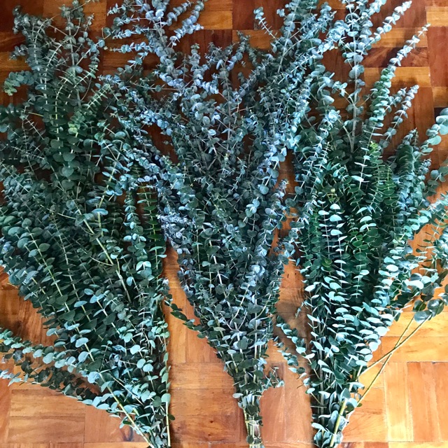 30pcs Eucalyptus Tree Seeds Citriodora Lemon Gum Tree House Plant Aromatherapy Lazada Ph