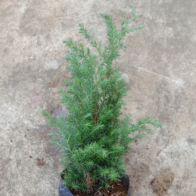 788 285 Pine Tree Stock Photos Pictures Royalty Free Images Istock