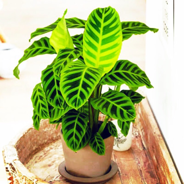 Jun 29, 2019 · if the leaves on your calathea zebrina turn yellow, it's a sign that it's not getting adequate water. Calathea Zebrina Indoor Plant Shopee Philippines