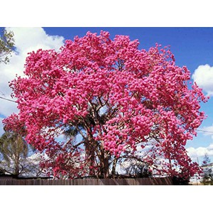 Mimosa Tree Naturehills Com