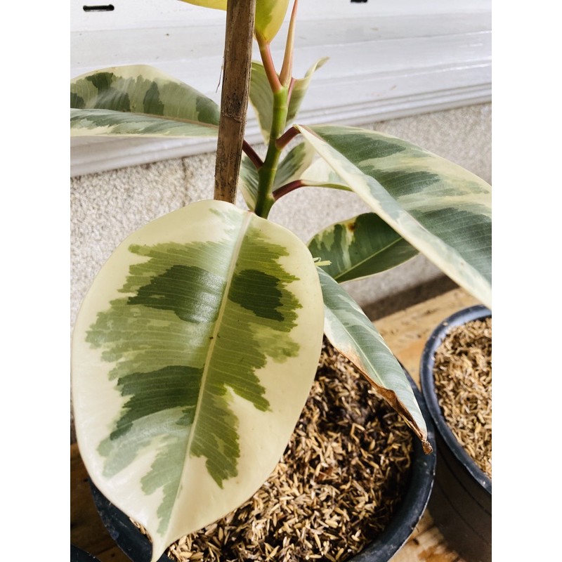 Rubber Plant How To Care For This Shiny Indoor Plant From Lifestyle Home Garden