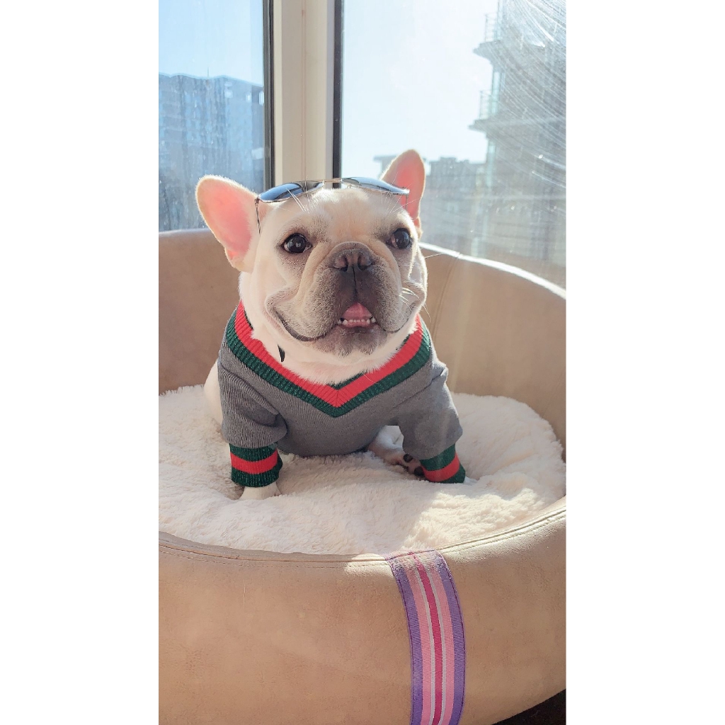 Pet Tide Dog Clothes Elastic Bottoming Shirt Warm Sorry Ke Base Thai Di Schnauzer Dress Shirt Shopee Philippines
