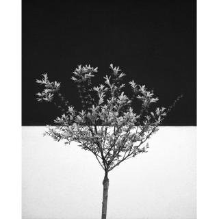 Free Black And White Family Tree Download Free Clip Art Free Clip Art On Clipart Library