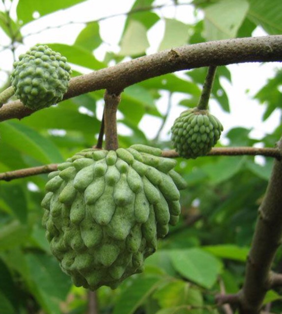 Custard Apples Or Sugar Apples Or Annona Squamosa Linn Growing Stock Photo Picture And Royalty Free Image Image 22338925
