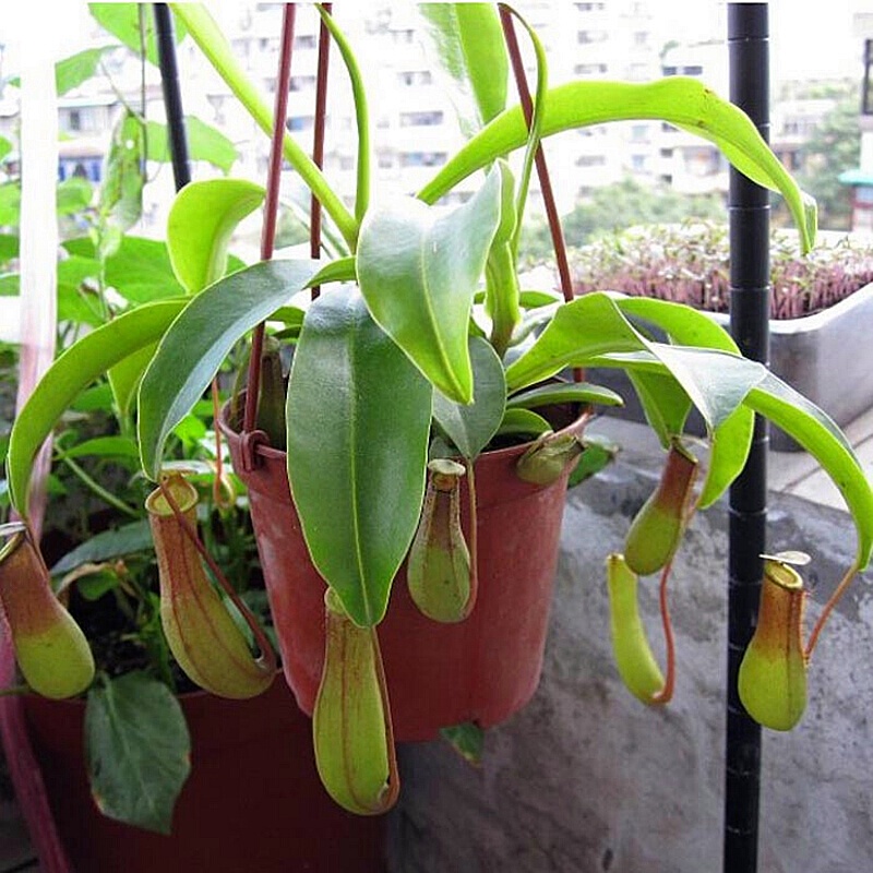 Instead of cranking up the ac, let indoor plants offer an environmentally friendly alternative for beating the heat. C3fc Fln09 Xnm