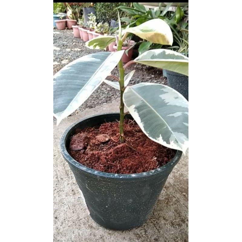 Ficus Tineke Rubber Tree Plant Indoor Houseplant Ficus Elastica Tineke Easy To Grow Small Medium Large Desk Plant Live Rubber Tree Plant Trees To Plant Ficus