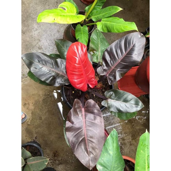 Keep in mind that due to fragile leaves they can be damaged during transport but the rootstock grows back fast new leaves. Red Cardinal Philodendron Rare Plant Seeds Cuttings Shopee Philippines