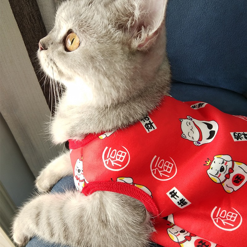 Cat Clothes The Tm Cat Dress Cat Orange Cat Kittens Garfield Kitten Shopee Singapore