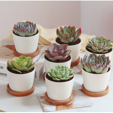 Shopping we only recommend products we love and that we think you will, too. White Desk Creative Mini Succulent Cactus Ceramic Flower Pot Shopee Singapore
