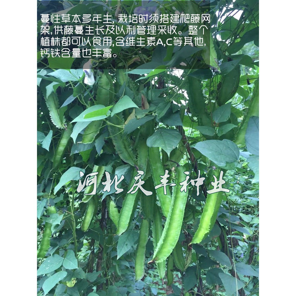 角菜種植季節菱角栽培 Doisof