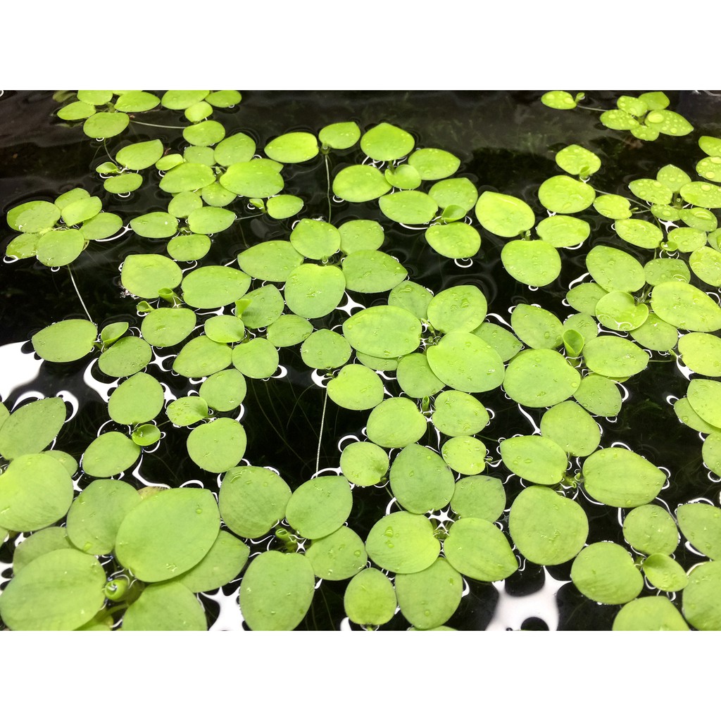 圓心萍no3 魚缸造景 水草篇 水族箱裡常用的浮萍 Untigw