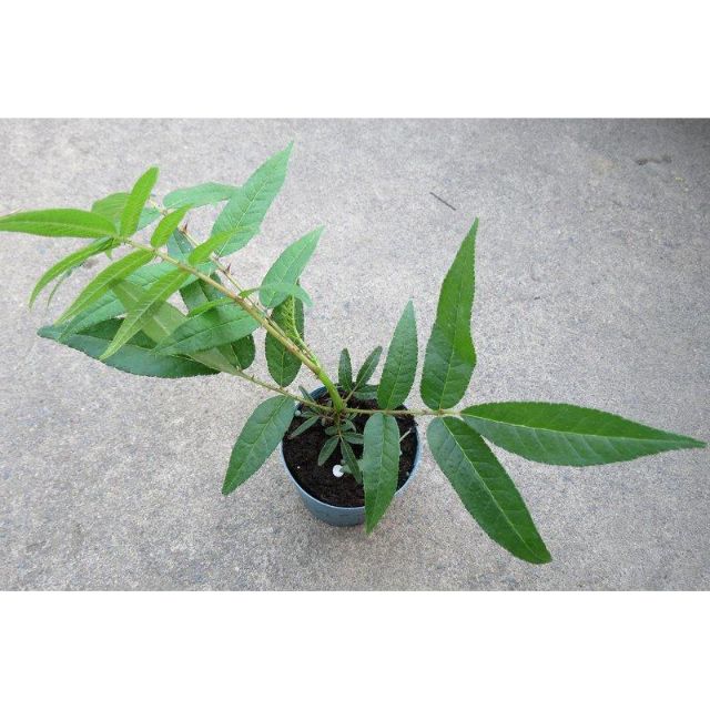 紅刺蔥瑞穗友善農園 自然農法無農藥 Miubu