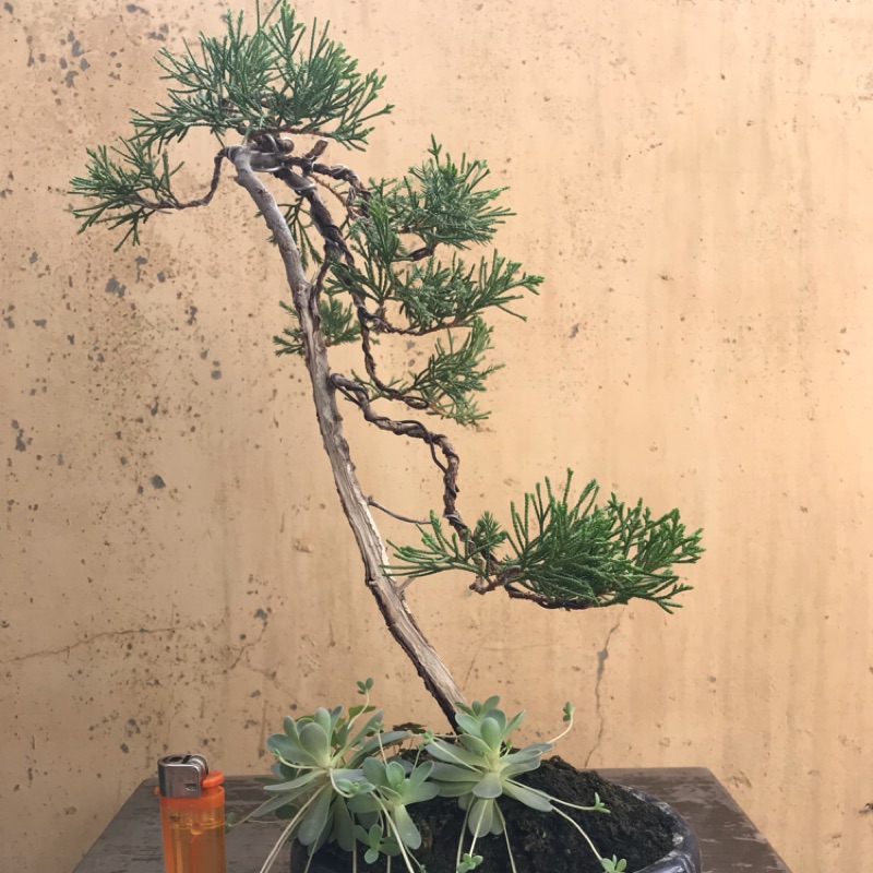 小安柏ptt 神人 Eyflka