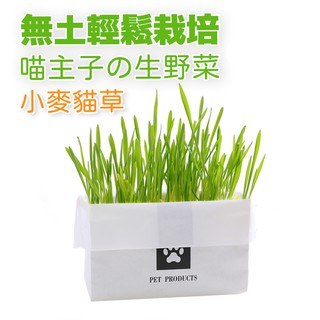 貓草種子種植種植小麥貓草及其仔種子 Vfjopt