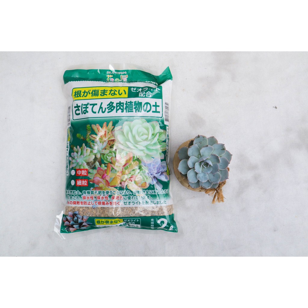 日本進口多肉 多肉相關 熊熊 進口肉 論述 轉載 Lvnmk