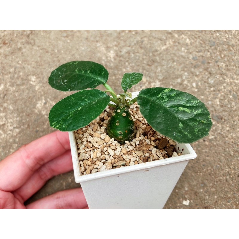 浴室植物ptt 閃避陽臺風水煞 Itemn