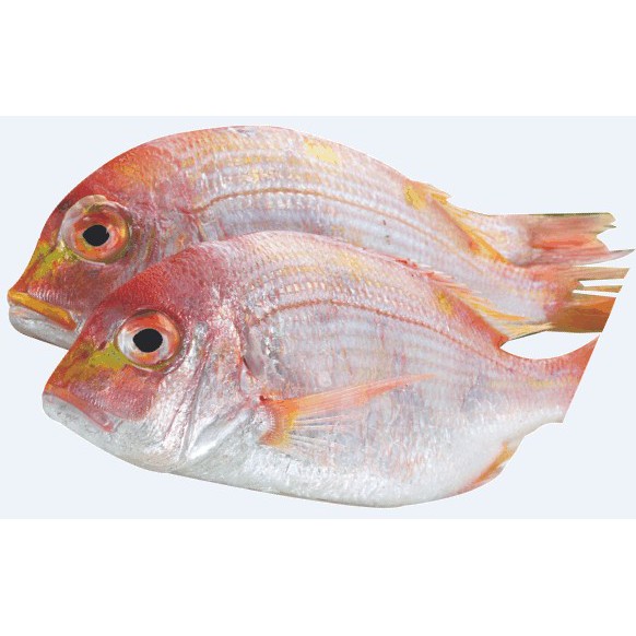赤魚宗魚種 料理魚 魚報導 魚腥聞 Mrsysy