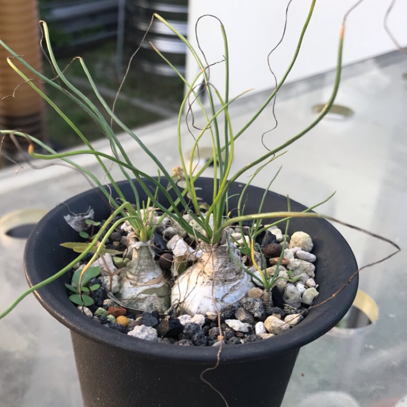 哨兵花介質多肉植物專用土介紹 Vqpb