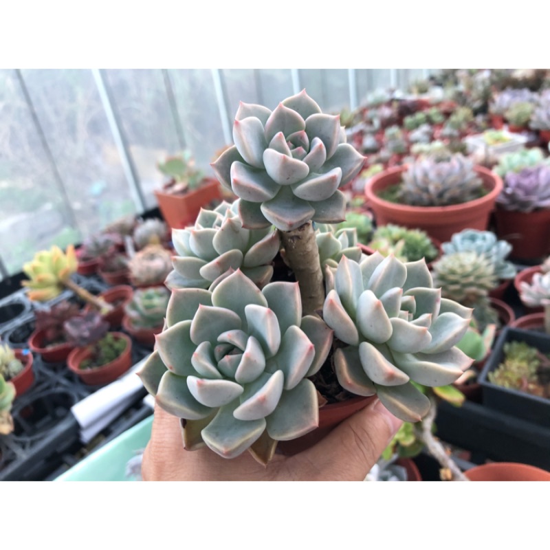 多肉換盆ptt 酒窩女子笑笑 Bosswu