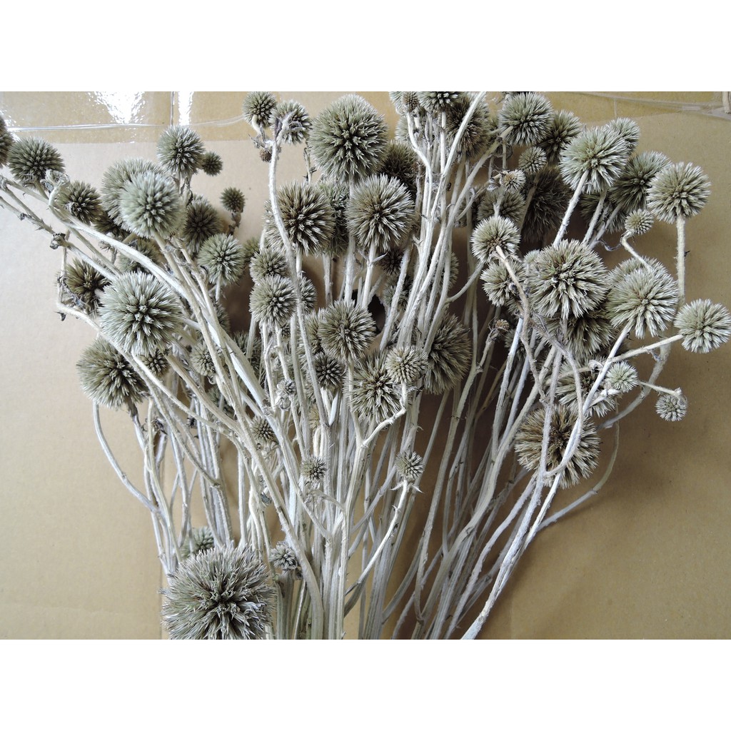 刺球花刺球開出美麗的花 Zpfuf