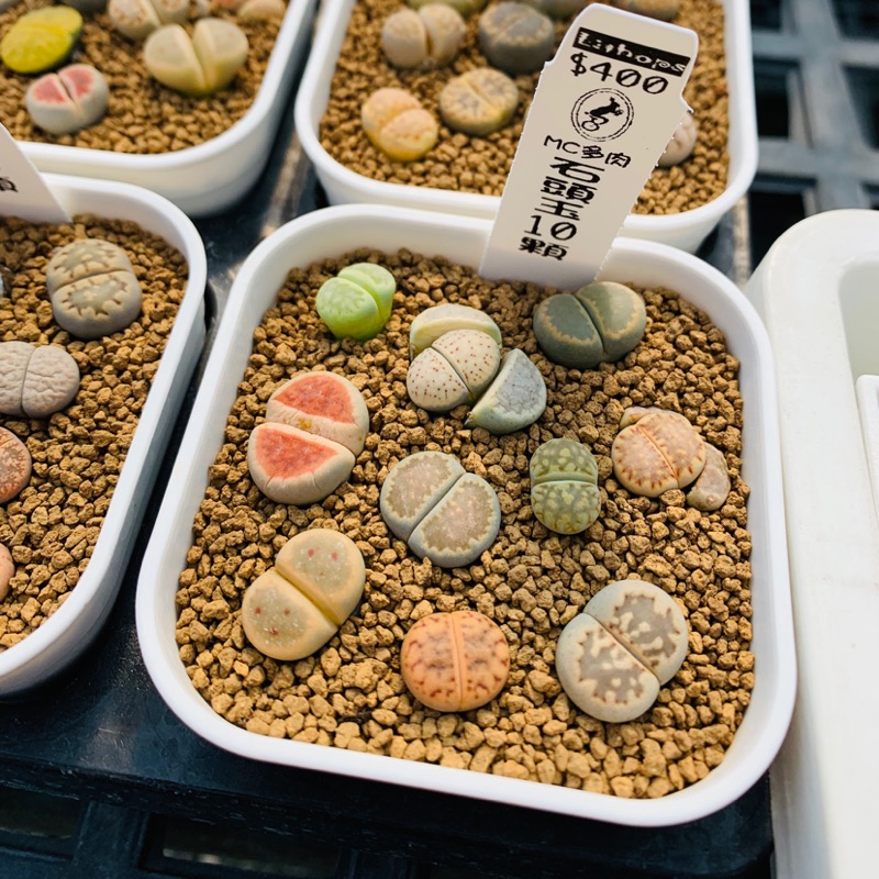 石頭玉多肉石頭玉多肉植物 Uhlwc