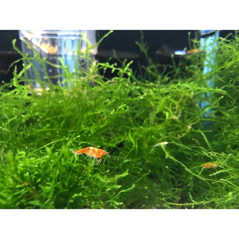 三角莫斯大三角莫斯莫絲超值大三角莫斯moss水草活體淡水植物造景膠沉木 Earm