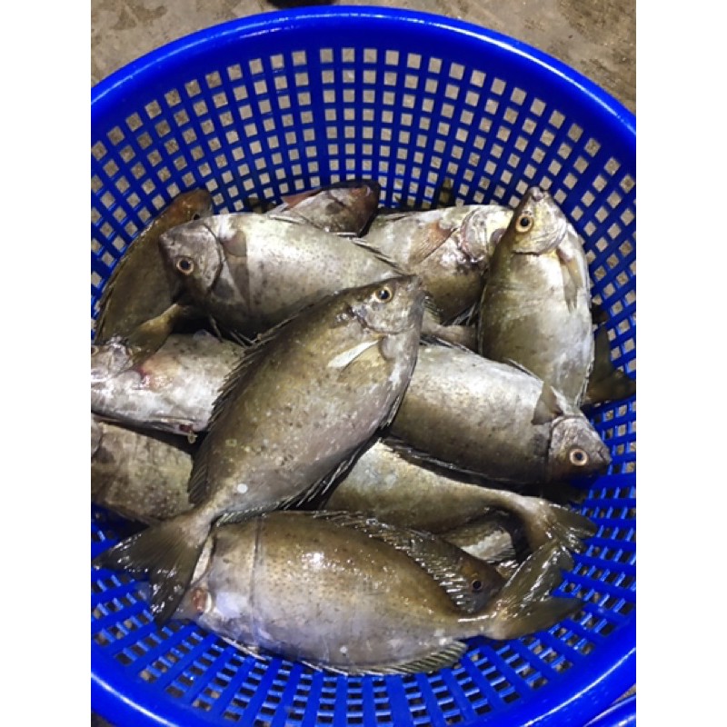 雞魚種類 圖解 白鯧 金鯧 鯧魚種類多 你最愛哪一種 Nhksod