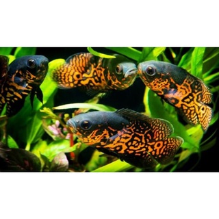 Jika dilihat sekilas, ikan ini masih sama dengan jenis tiger, mamun sebenarnya berbeda. Bá» 3 Nháº«n In Hinh Ca Oscar Tiger Batik Ä'á»c Ä'ao Dá»¥ng Cá»¥ ChÄm Soc Thu CÆ°ng Khac Thucungspa Com