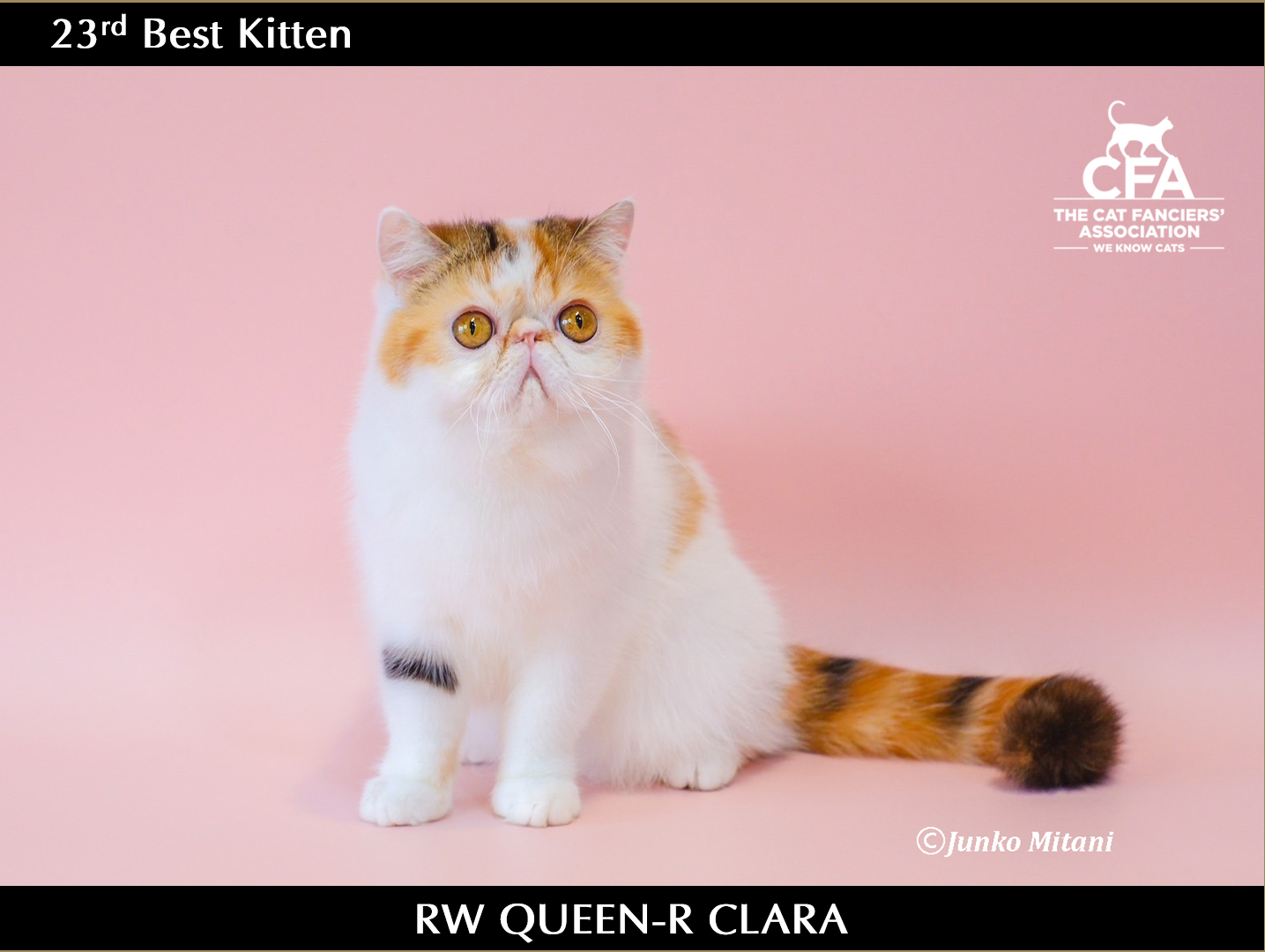 Regional Award 2023-2024 Kitten – CFA Japan Region Regional Award 2023-2024 Kitten – CFA Japan Region