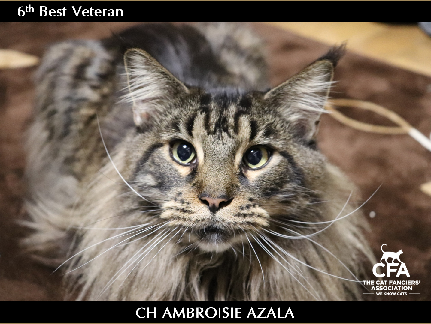 CFA Japan Regional Award 2023-2024 Veteran 6th