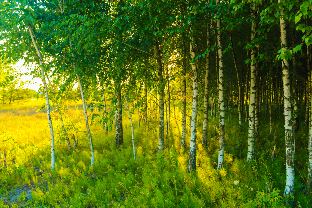 Polyalthia Longifolia Iplantz