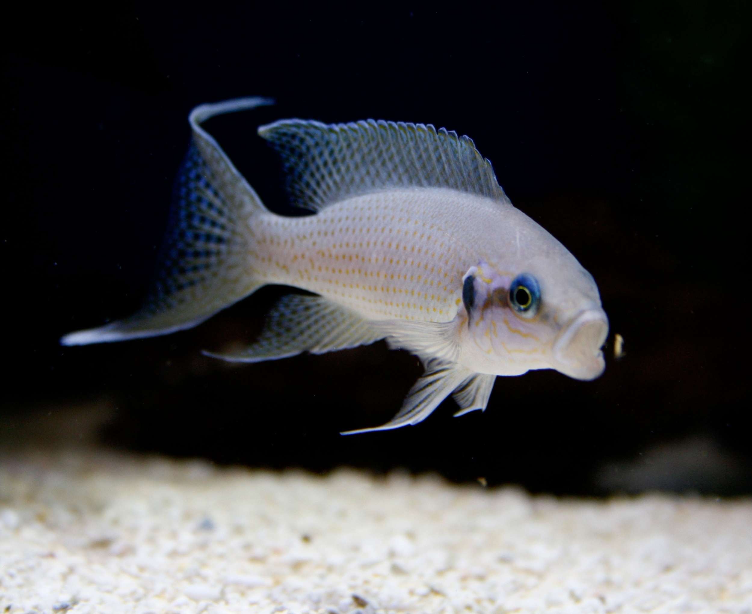Uncovering the Secrets of Cichlid Evolution: How Diet Shapes Fish Cells (2026)