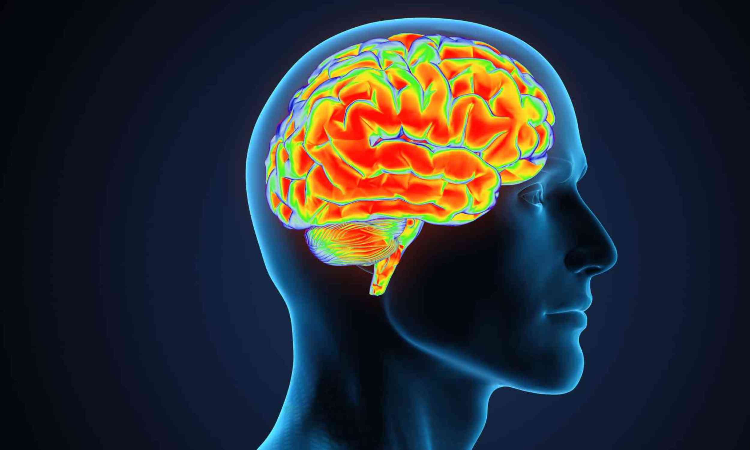 Unlocking the Secrets of Human Speech: The Hidden Brain Pathway (2026)
